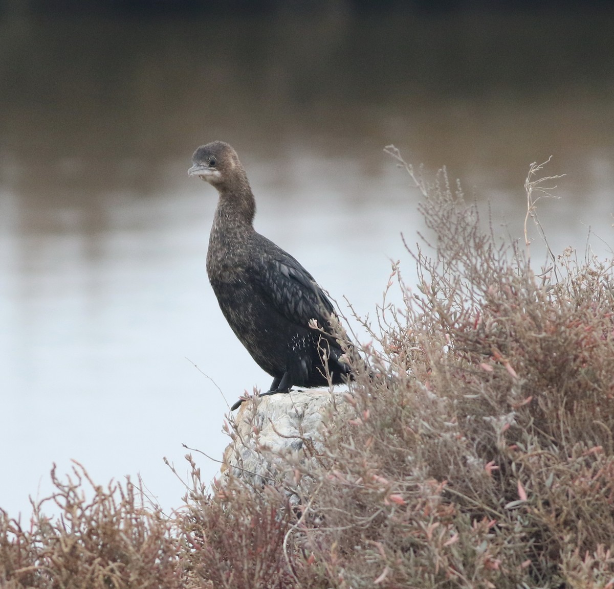 Баклан малий - ML646418559