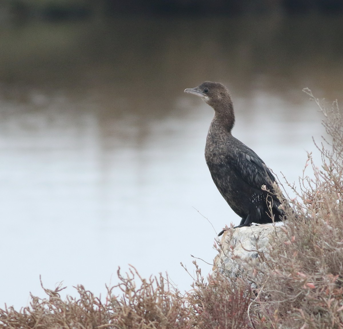 Баклан малий - ML646418560