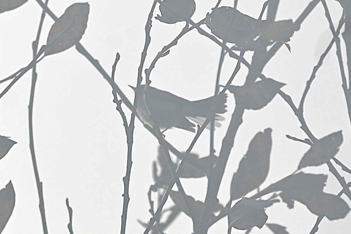 Голубая комароловка - ML646418561