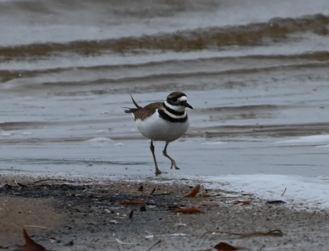 Çayır Cılıbıtı - ML646418562