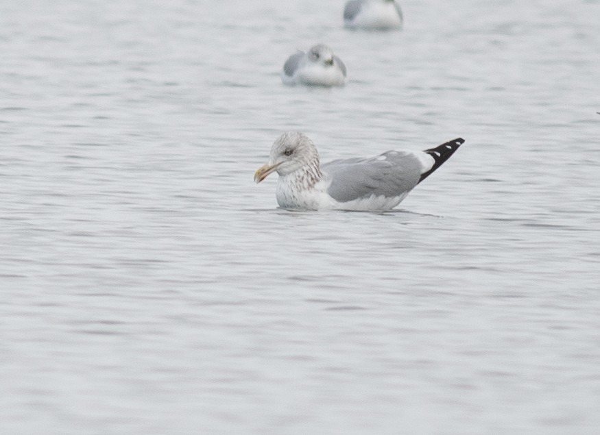 American Herring Gull - ML646418563