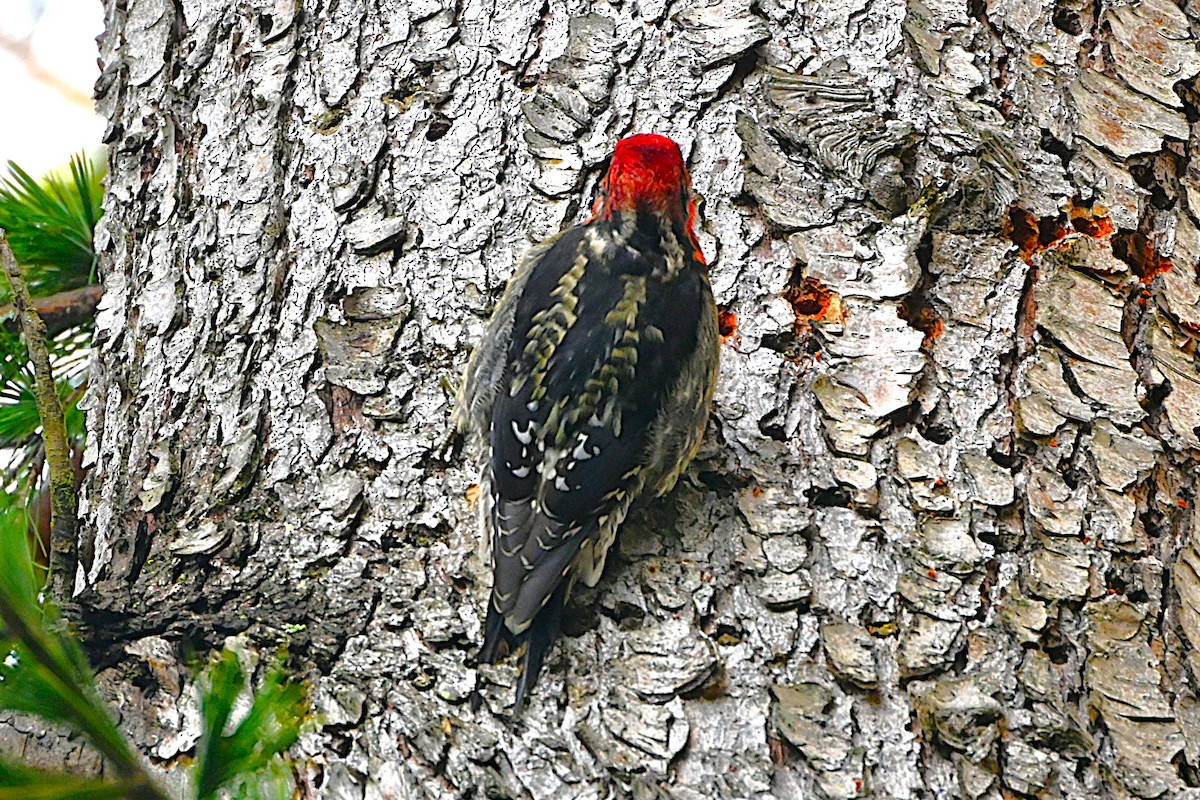 Красногрудый дятел-сокоед - ML646418565