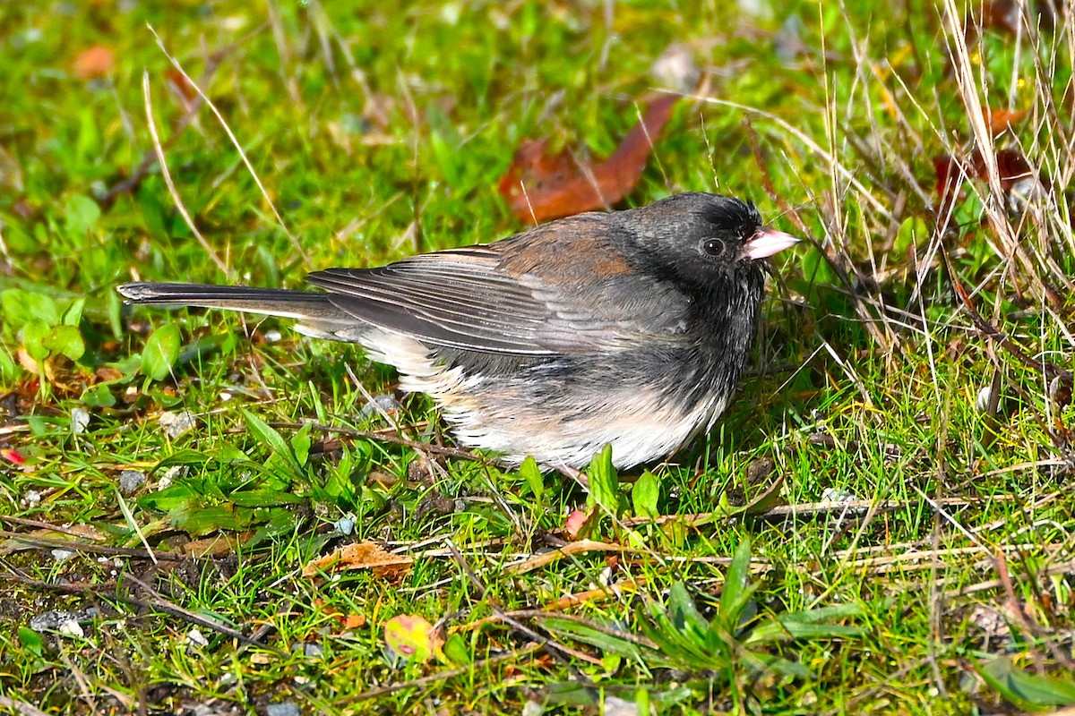 Серый юнко (cismontanus) - ML646418571