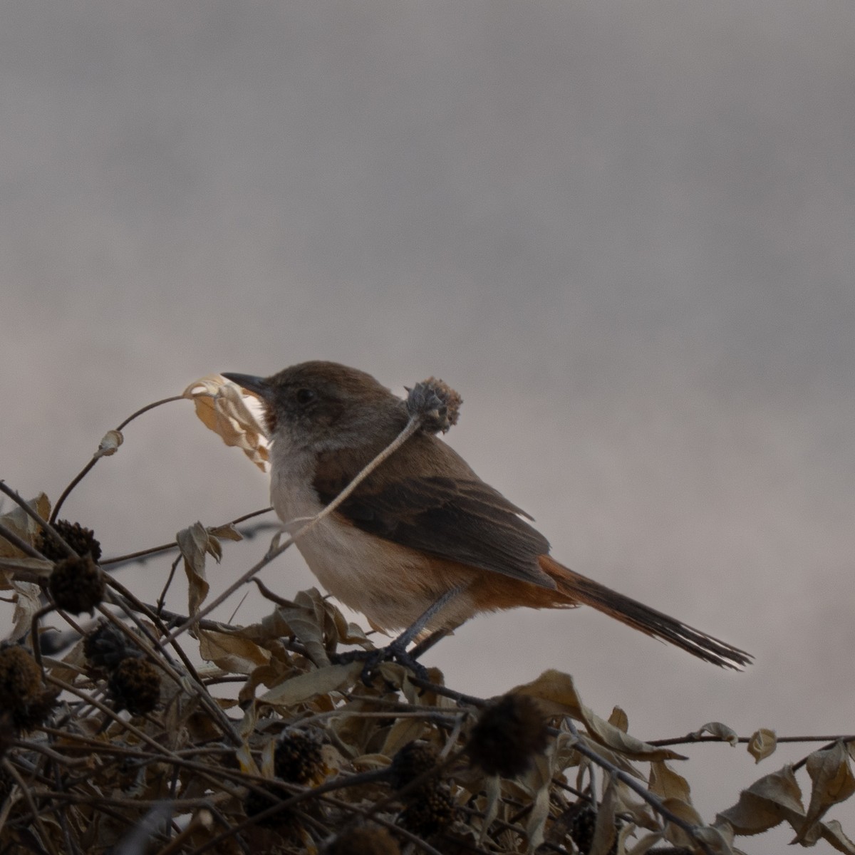 Dark-winged Canastero - ML646418572