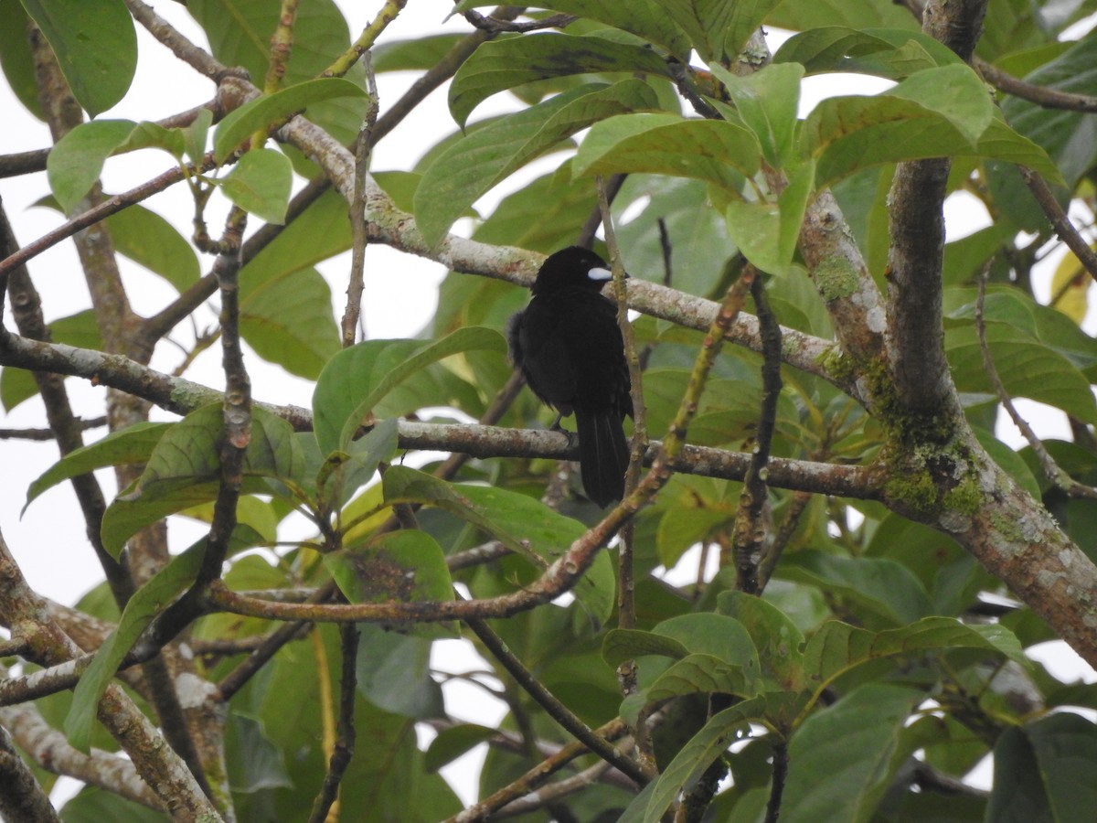 Silver-beaked Tanager - ML646418575