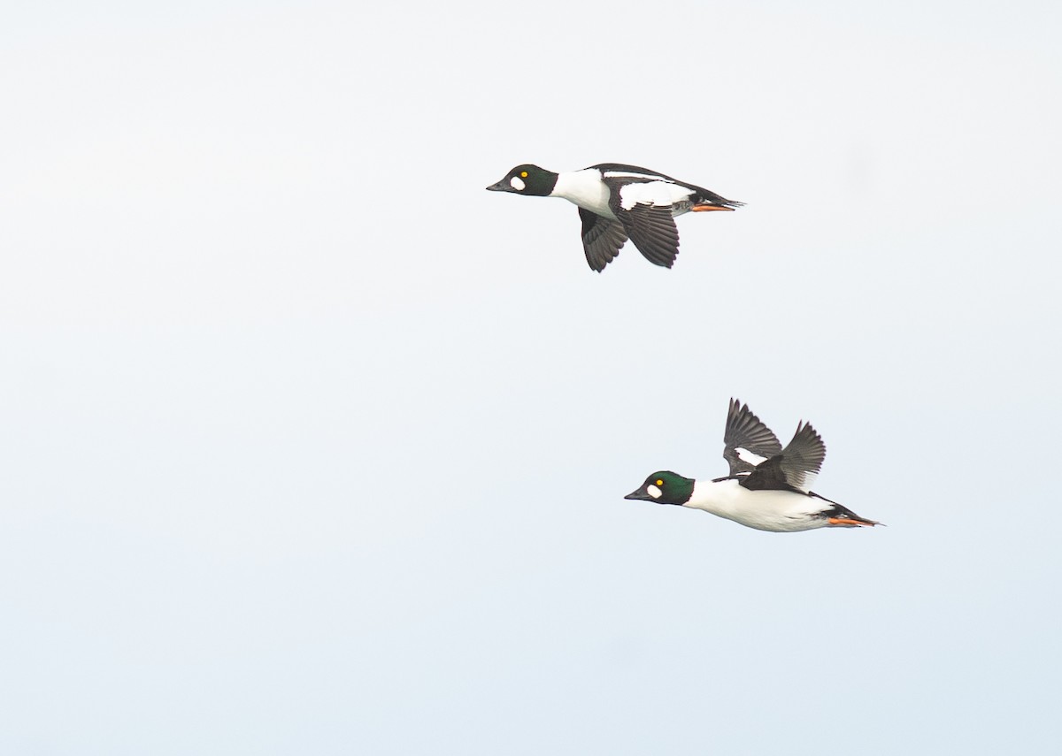 Common Goldeneye - ML646418576