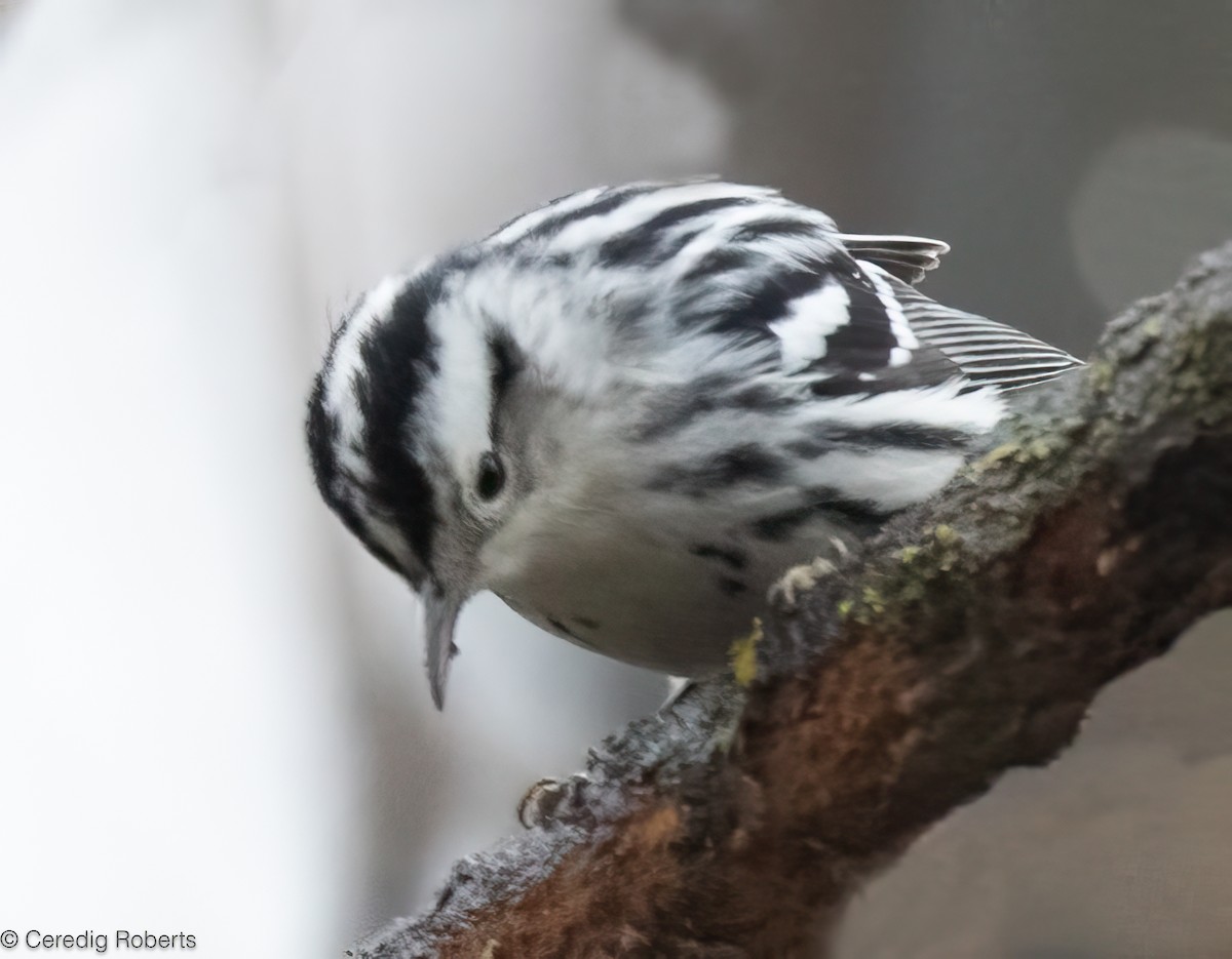 סבכון עקוד - ML646418577