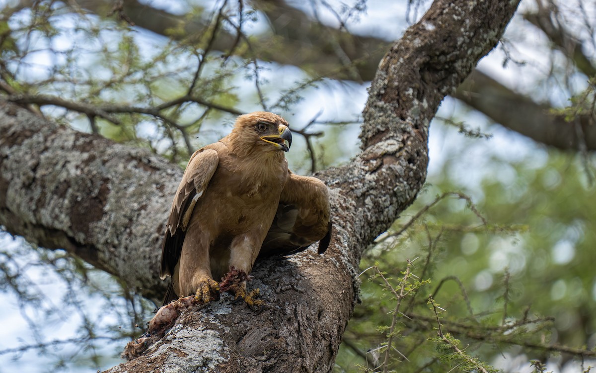 Tawny Eagle - ML646418578