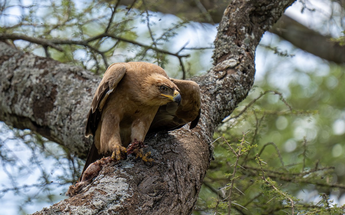 Tawny Eagle - ML646418581