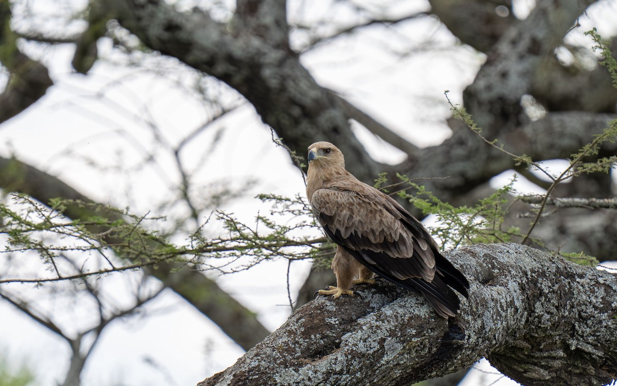 Tawny Eagle - ML646418582