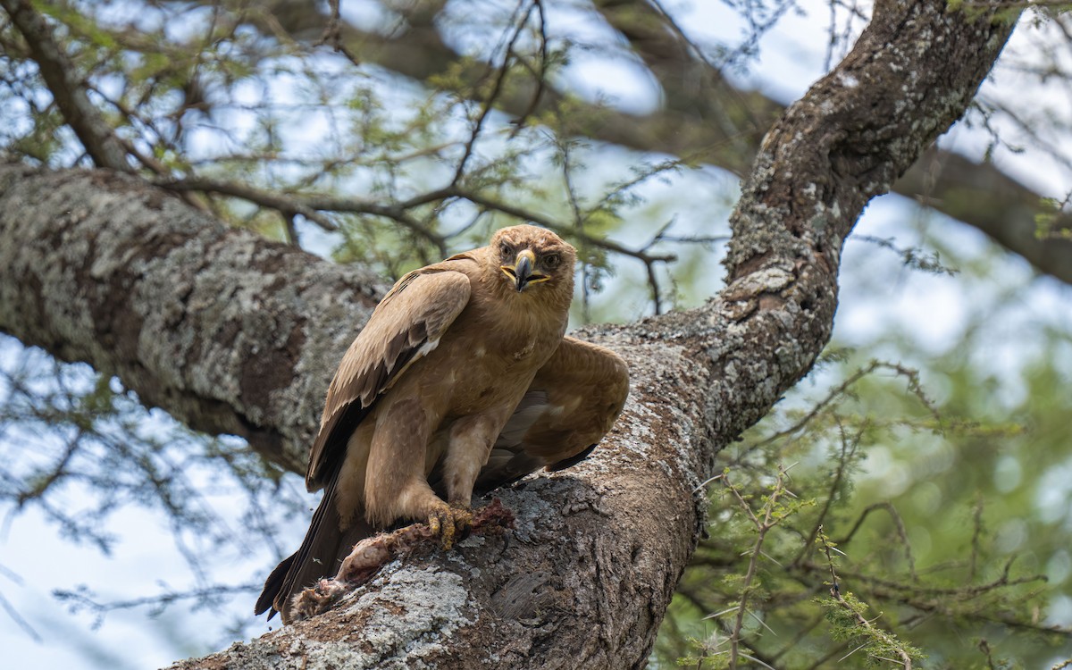 Tawny Eagle - ML646418583