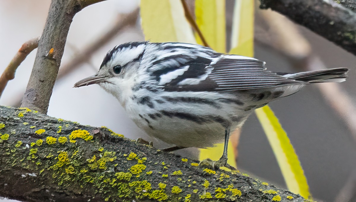 סבכון עקוד - ML646418584