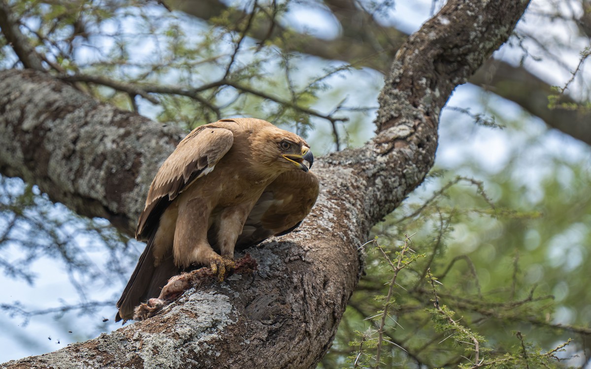 Tawny Eagle - ML646418585