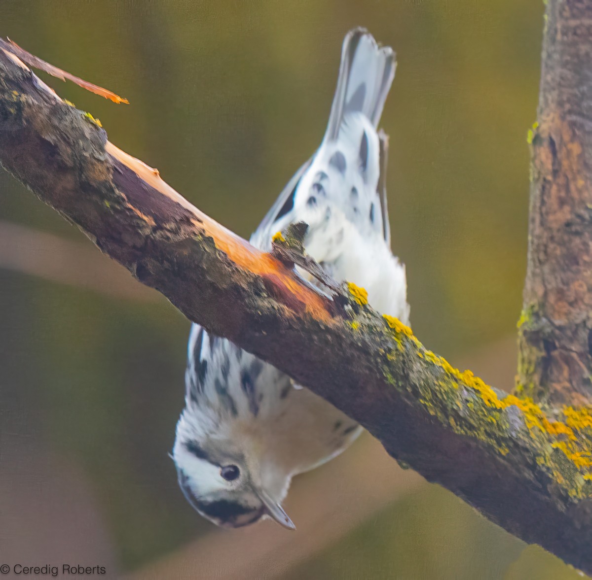סבכון עקוד - ML646418586