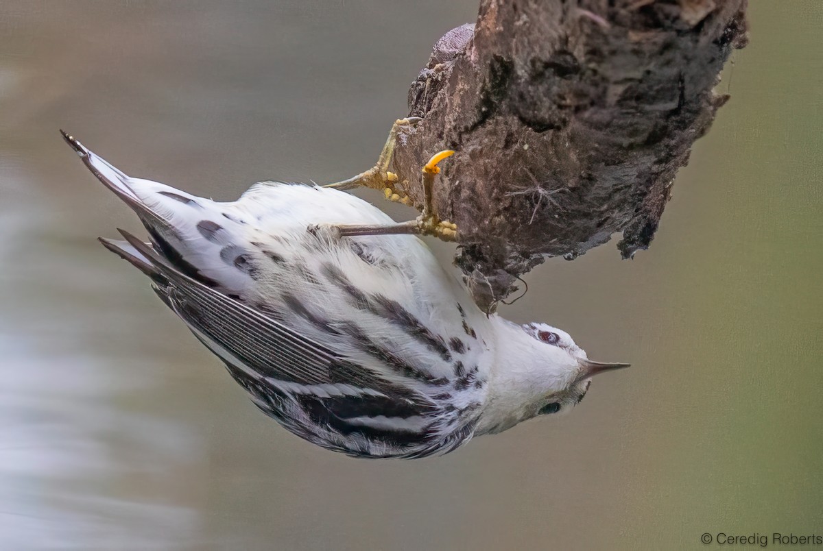 סבכון עקוד - ML646418587