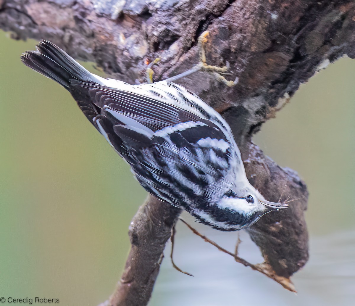 סבכון עקוד - ML646418588