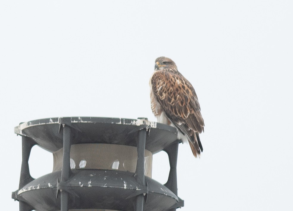 Ferruginous Hawk - ML646418595