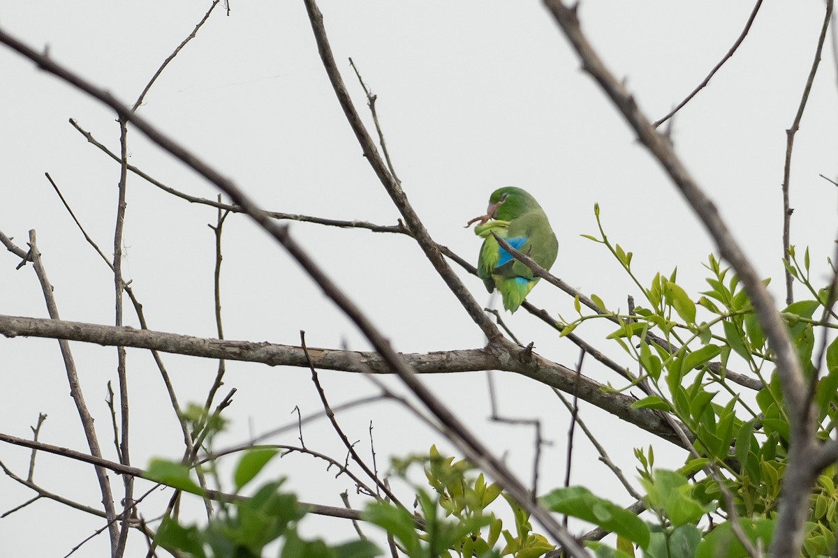 Cotorrita Aliturquesa - ML646418597