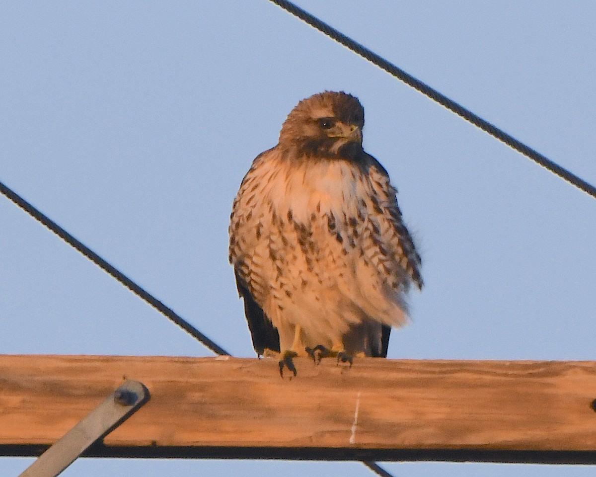 káně rudochvostá - ML646418600