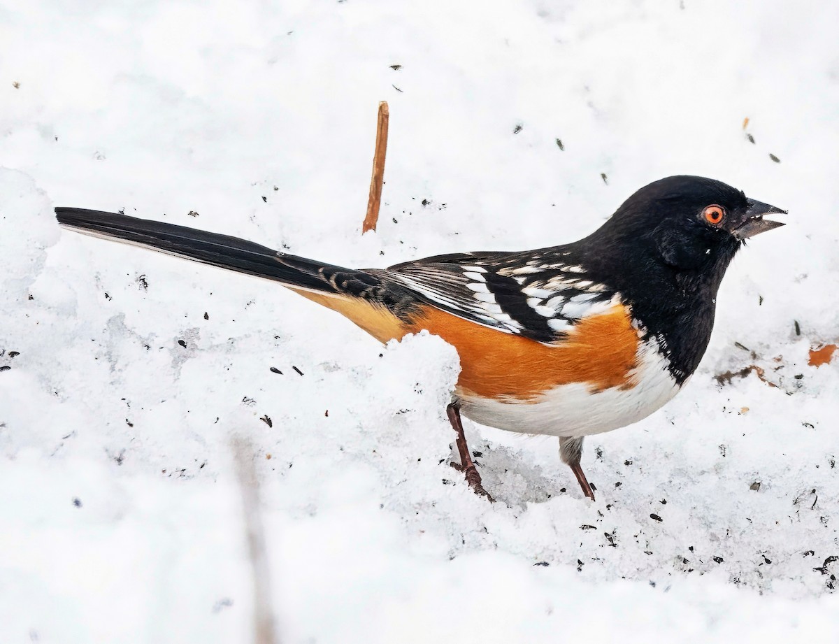 Spotted Towhee - ML646418603