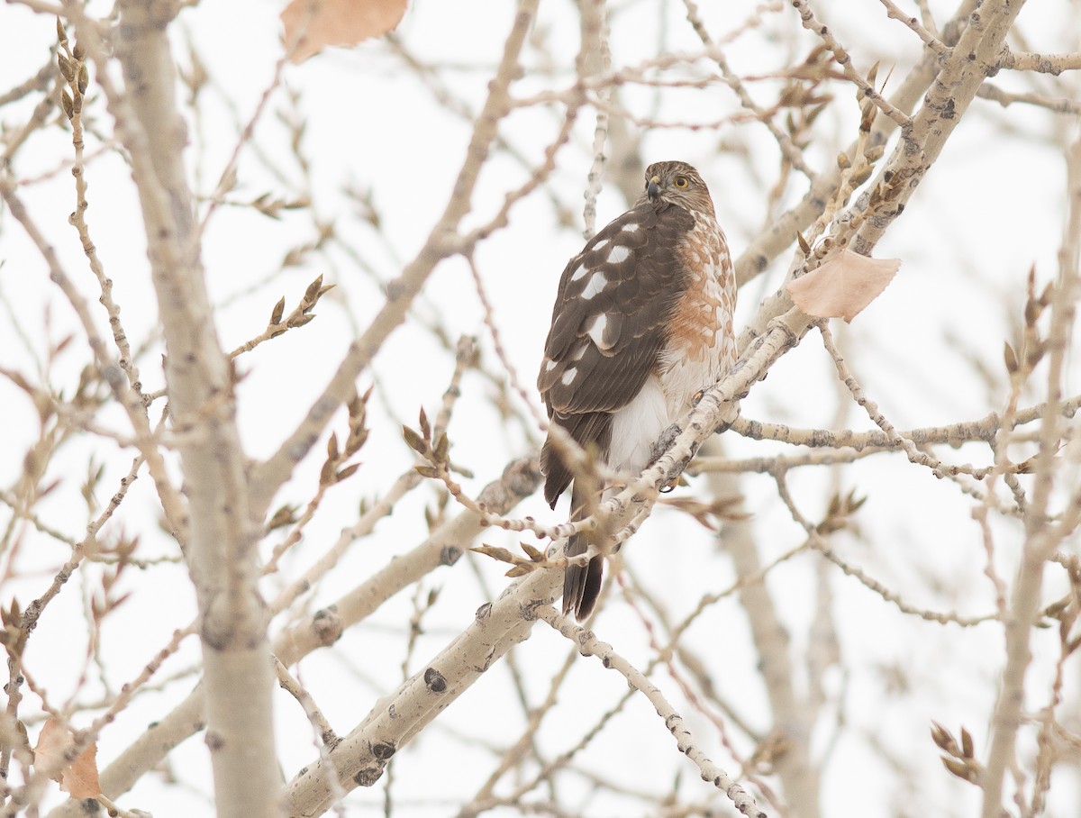 Sharp-shinned Hawk - ML646418606