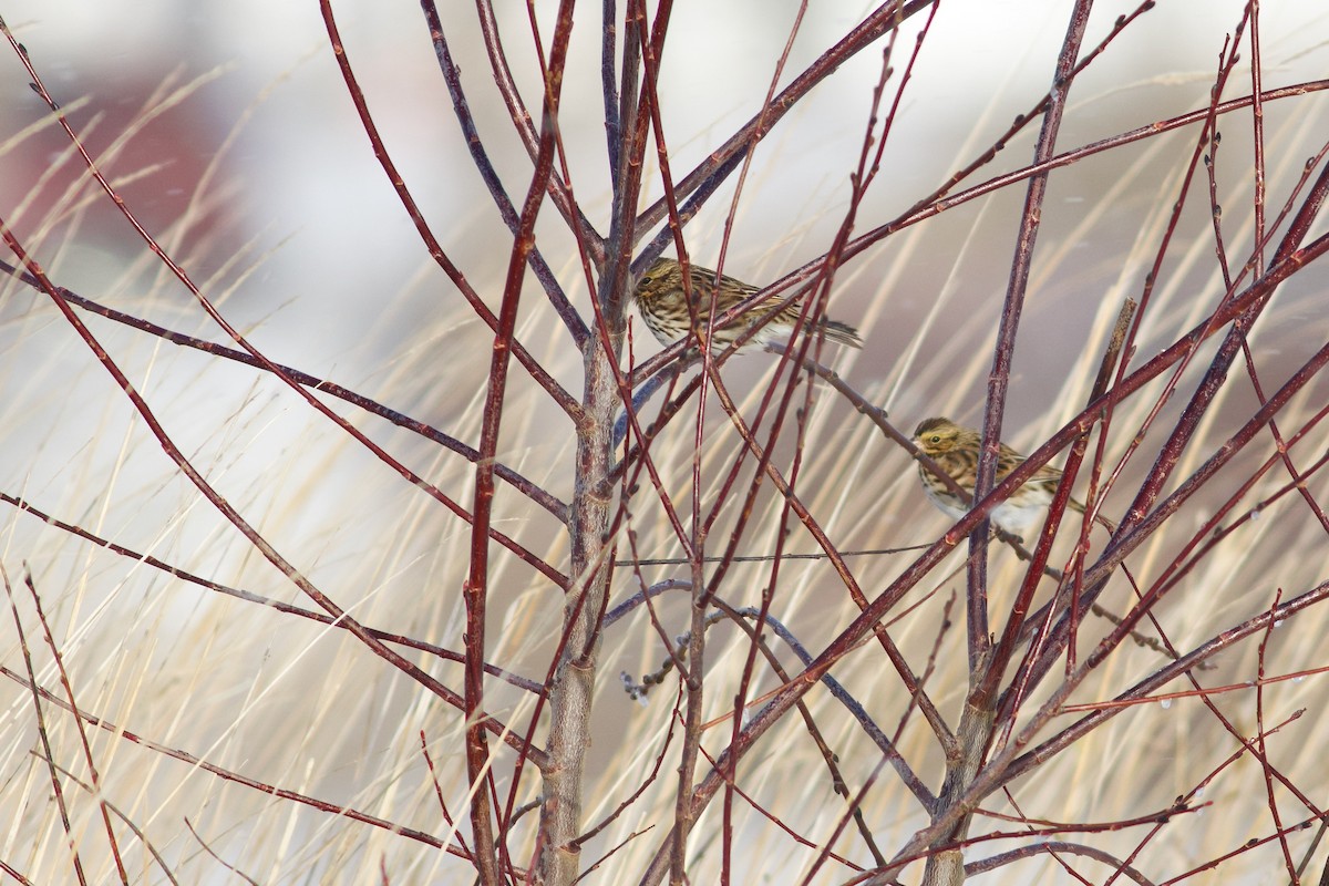 稀樹草鵐 - ML646418607