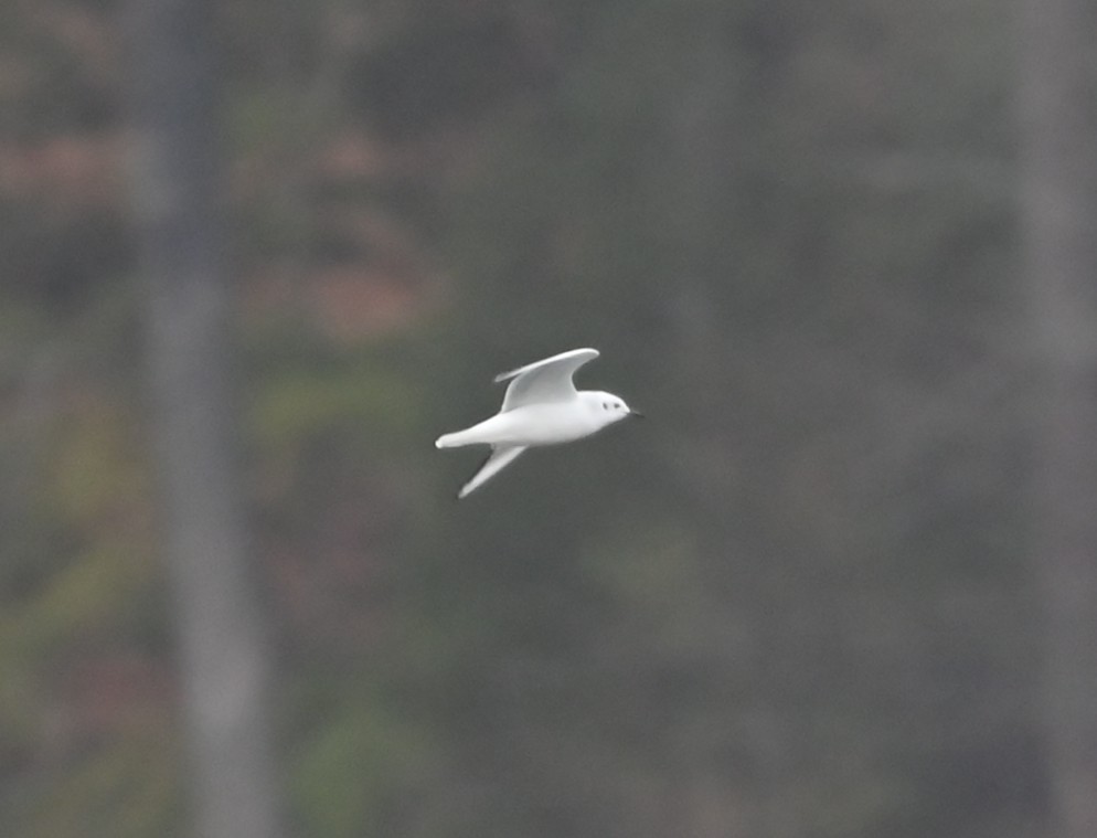 Küçük Karabaş Martı - ML646418608