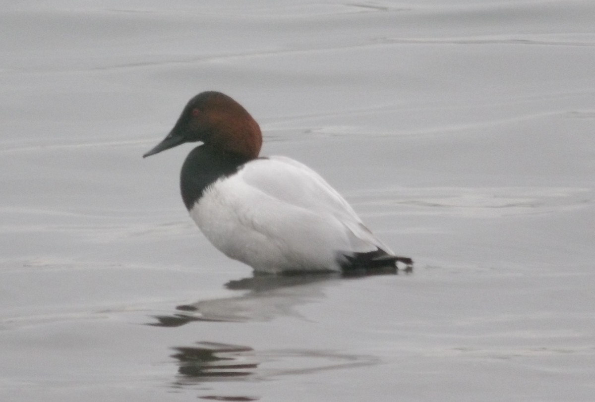 Murgilari bizkarzuria - ML646418621