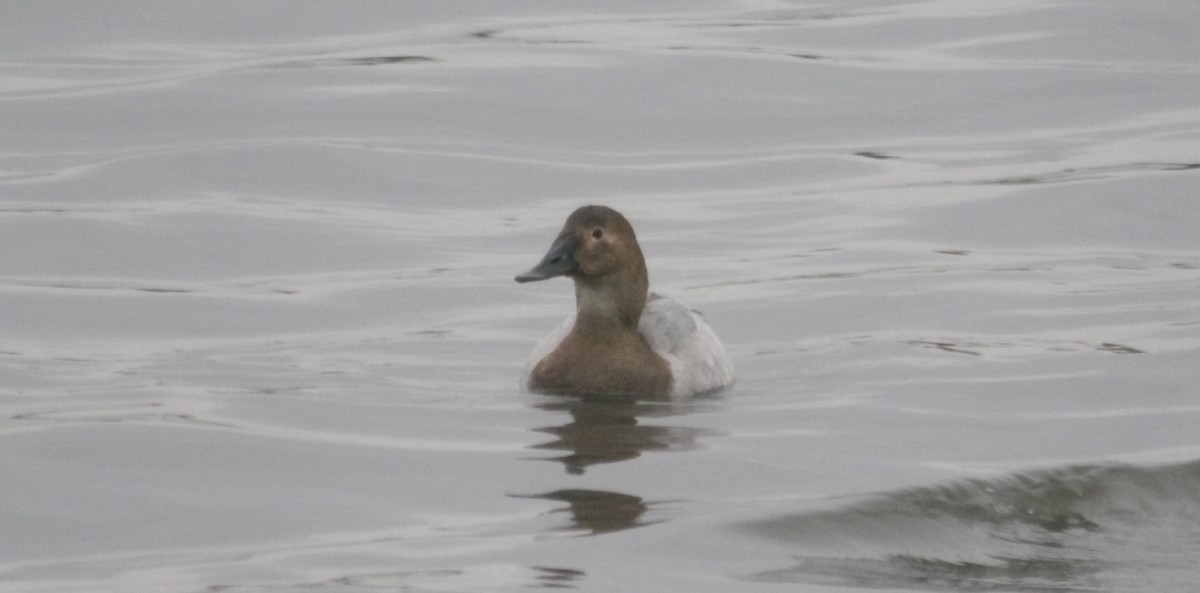 Murgilari bizkarzuria - ML646418622