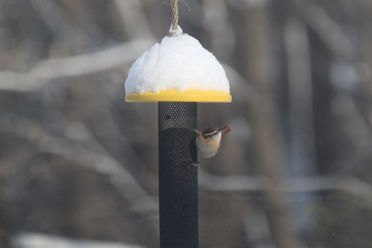 Carolina Wren - ML646418623