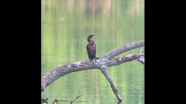 Neotropic Cormorant - ML646418627