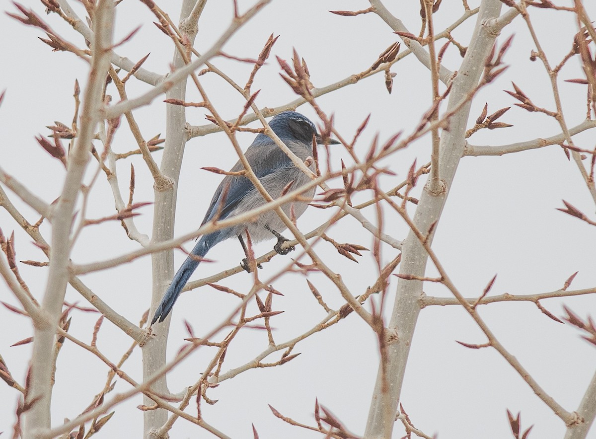 Woodhouse's Scrub-Jay - ML646418630