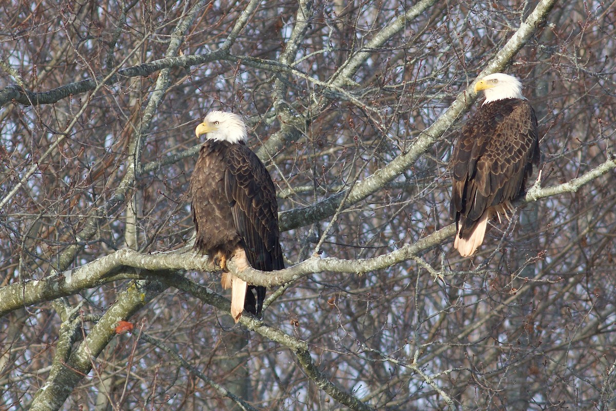 Bald Eagle - ML646418631