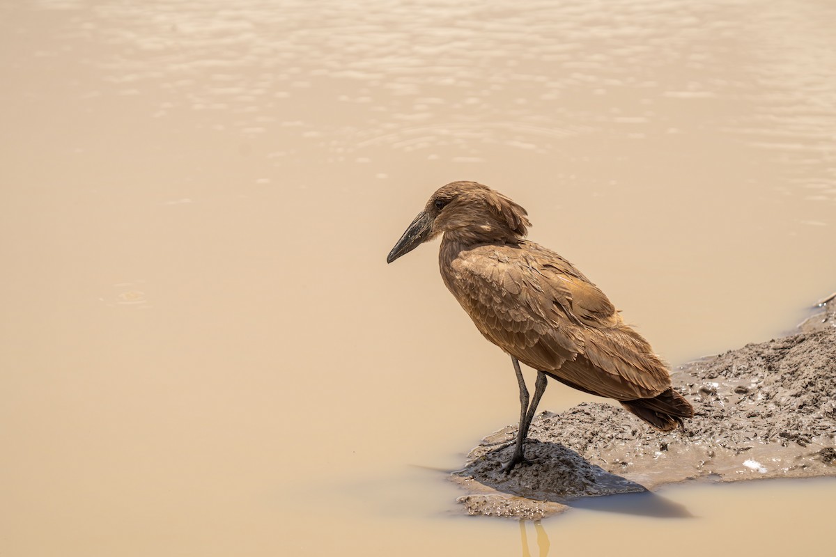 Hamerkop - ML646418632