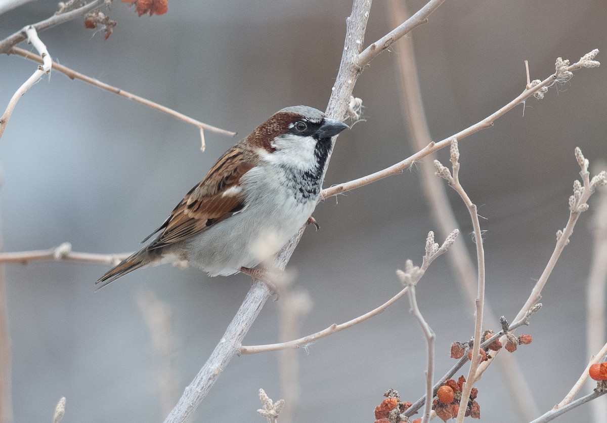 House Sparrow - ML646418639