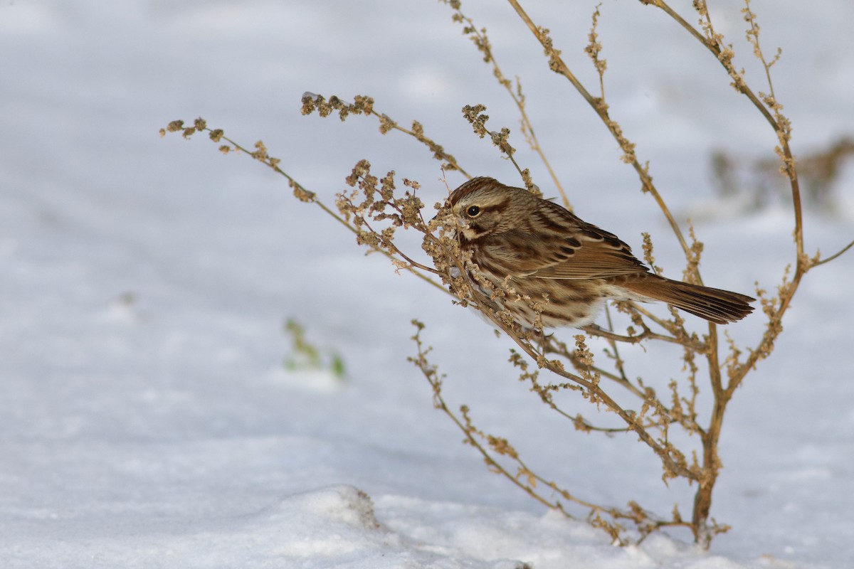 Song Sparrow - ML646418641