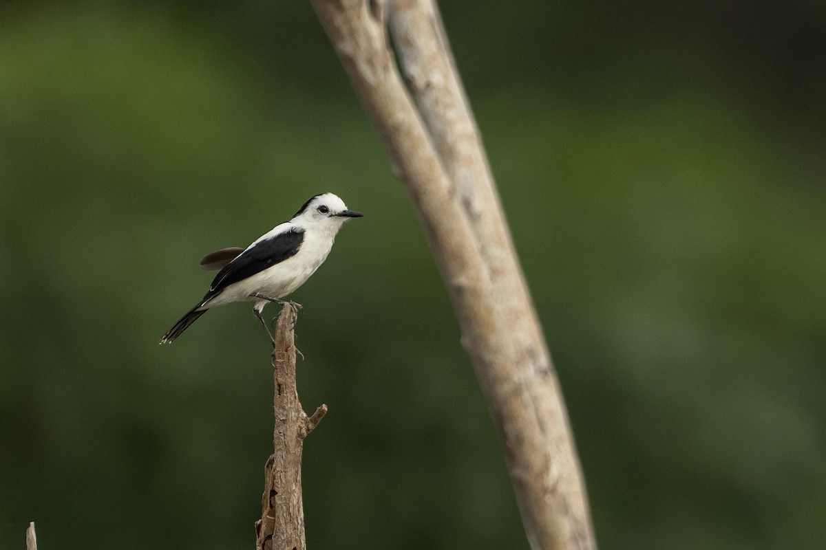 Pied Water-Tyrant - ML646418642