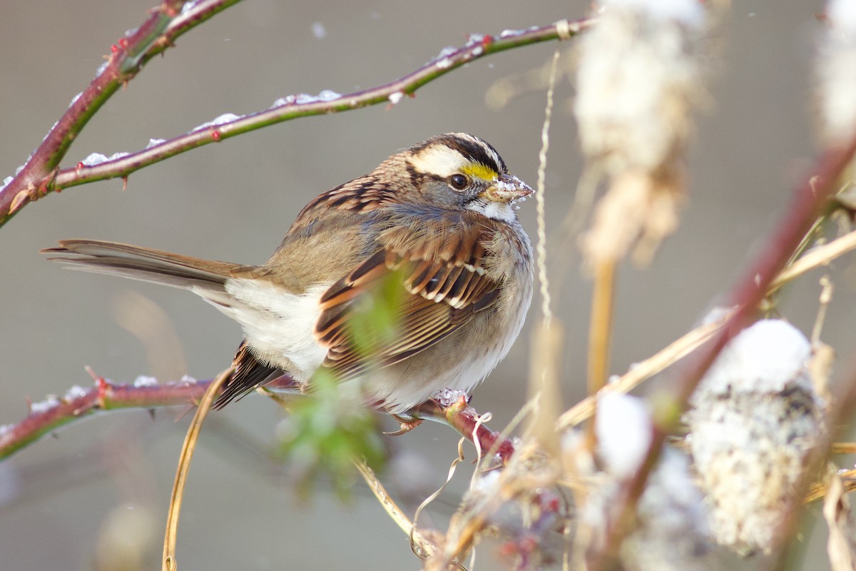 White-throated Sparrow - ML646418643