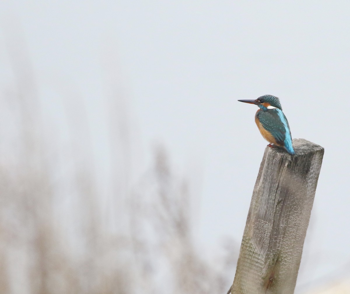 Yalıçapkını - ML646418644