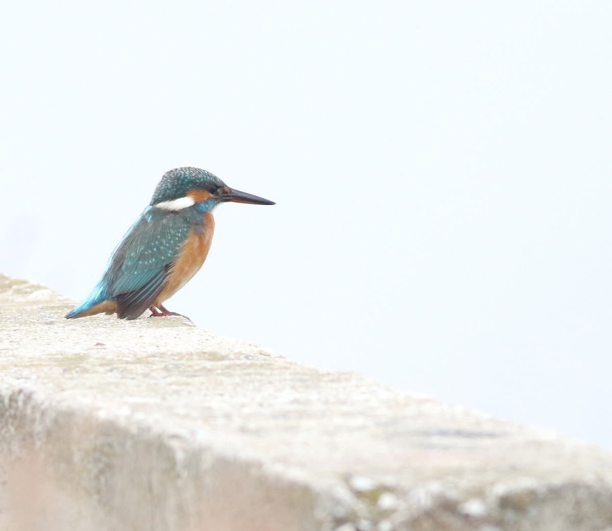 Yalıçapkını - ML646418645