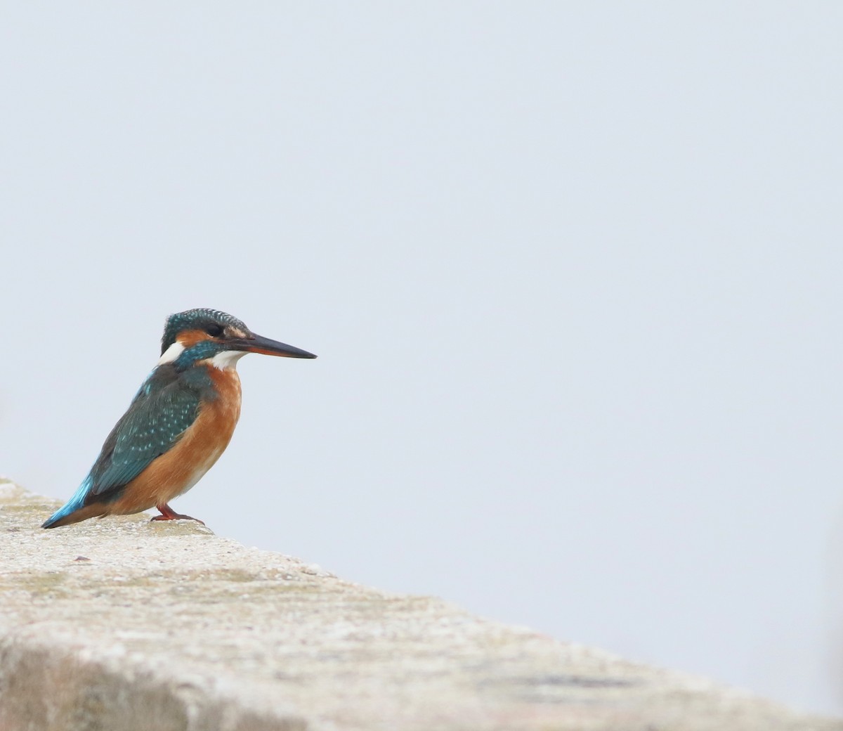 Yalıçapkını - ML646418646