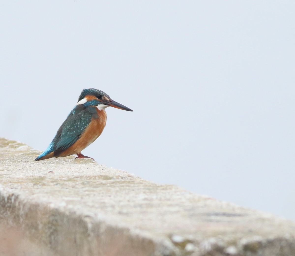 Yalıçapkını - ML646418647