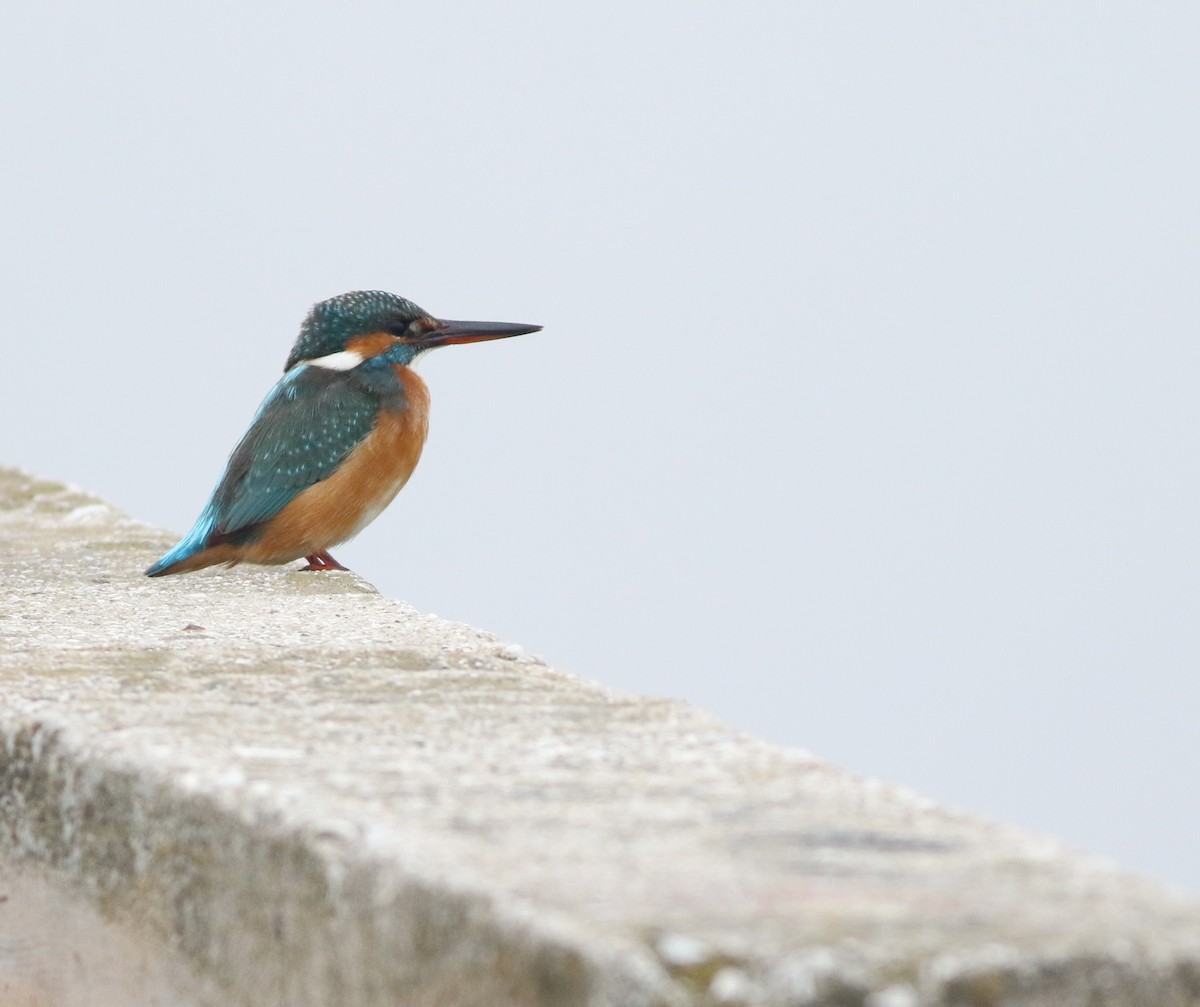 Yalıçapkını - ML646418648