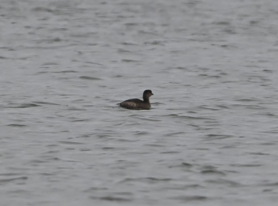 Kalın Gagalı Batağan - ML646418649