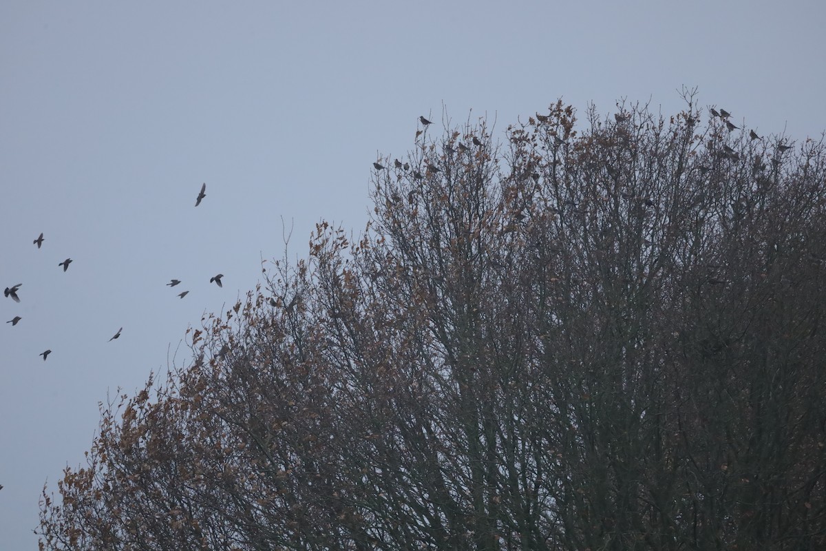 drozd kvíčala - ML646418651