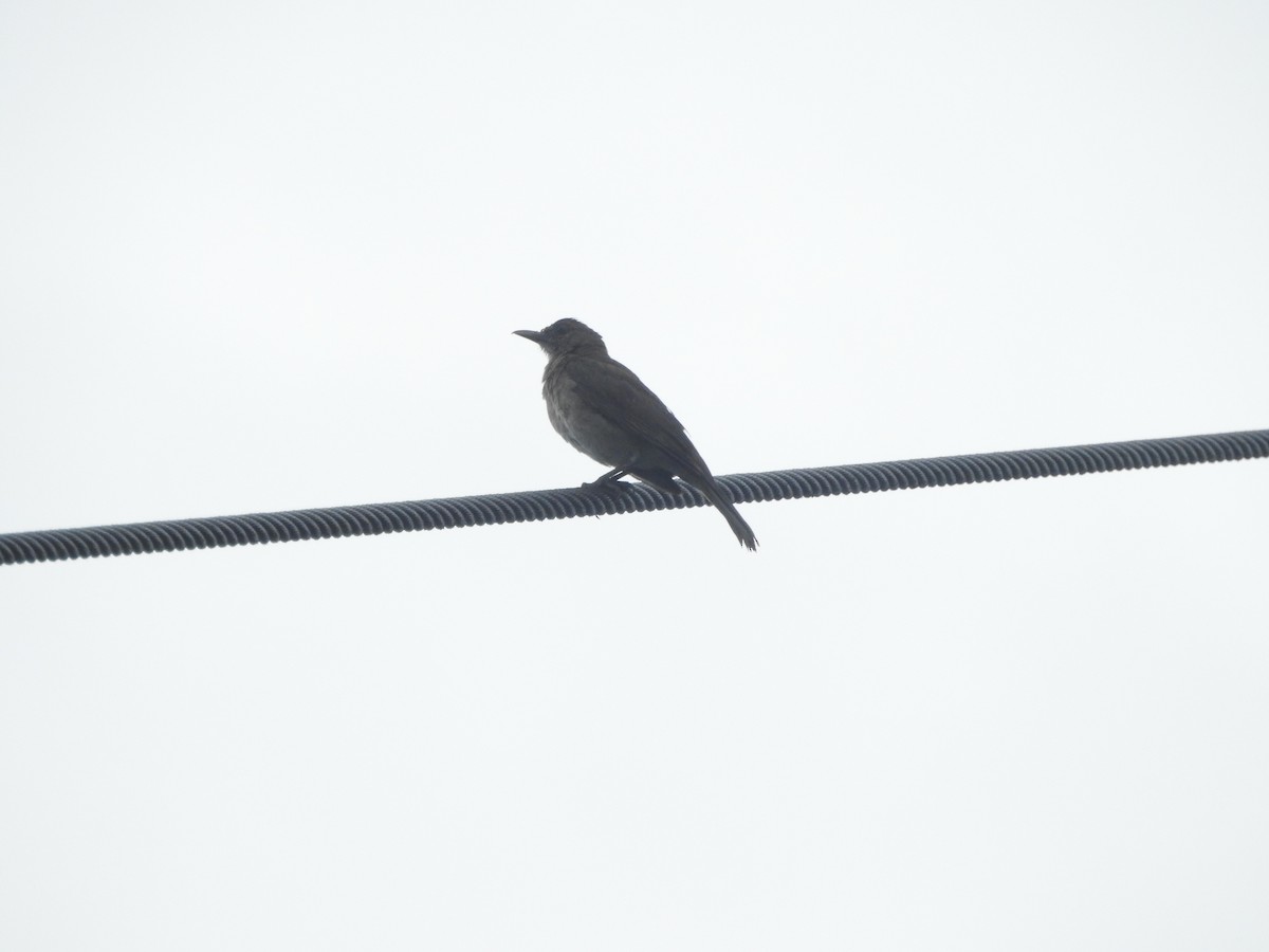 Черноклювый дрозд - ML646418652