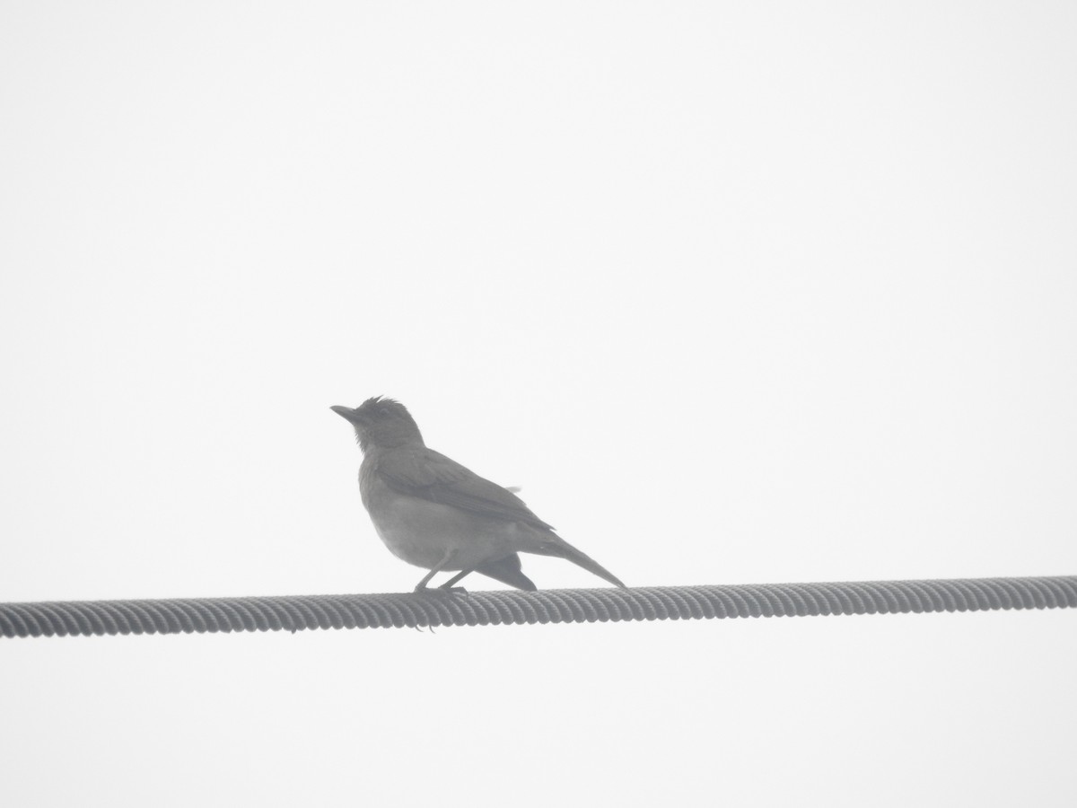 Черноклювый дрозд - ML646418653