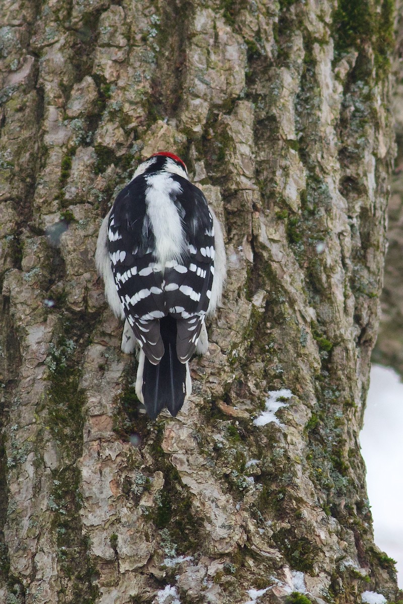Downy Woodpecker - ML646418654