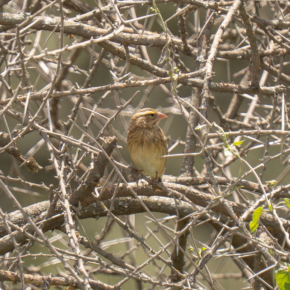 Southern Red Bishop - ML646418655