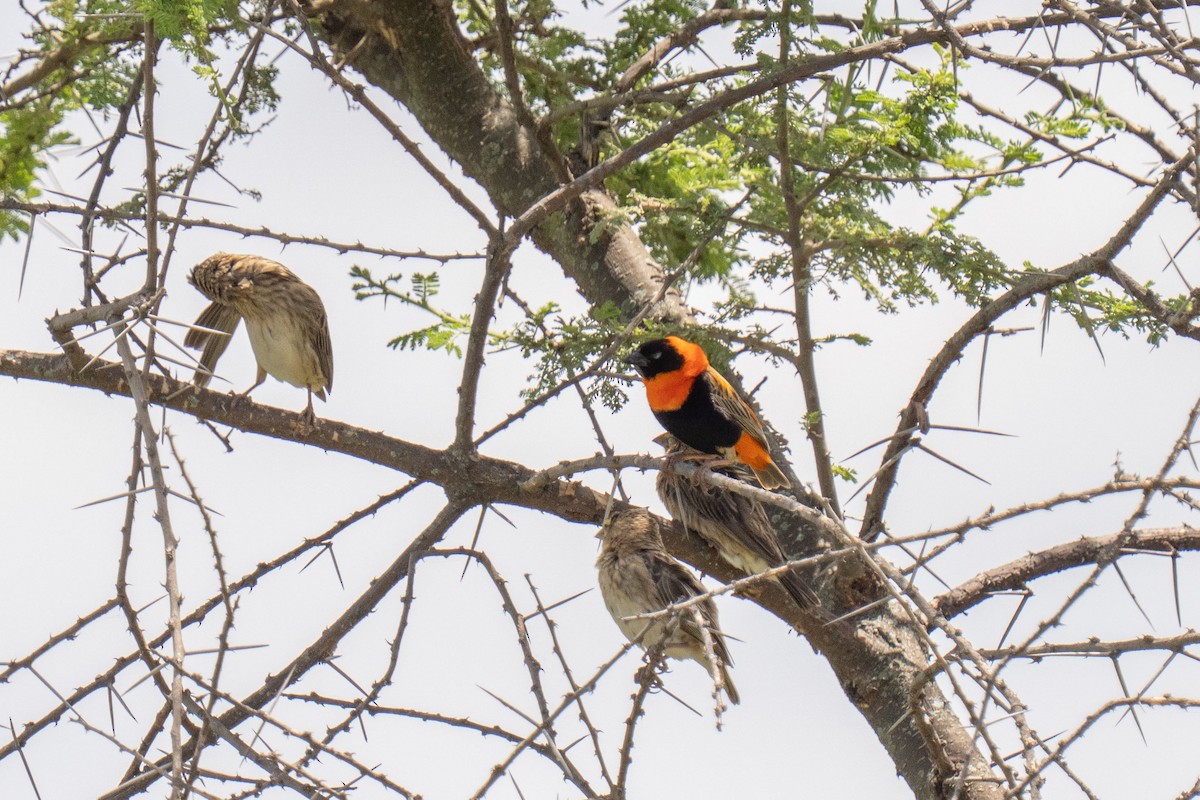 Southern Red Bishop - ML646418656